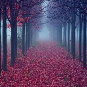 Meet your Posher, Dreama